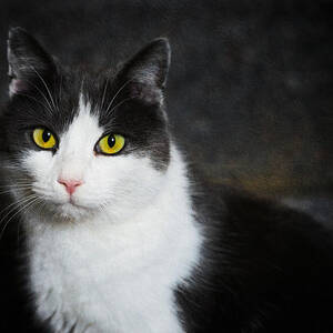 Cat portrait with texture by Matthias Hauser