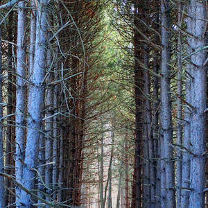 Cathedral of Pines by David T Wilkinson