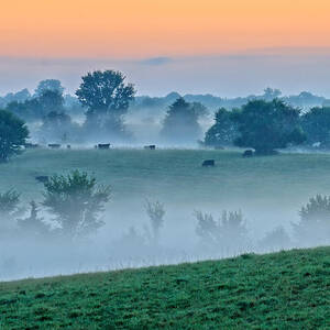 Cattle On Foggy Hillside by Kevin Anderson