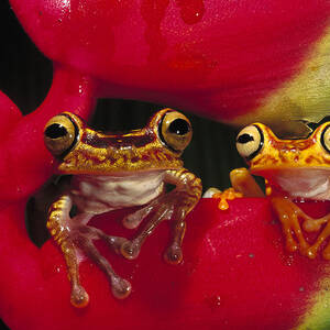 Chachi Tree Frog Pair by Pete Oxford