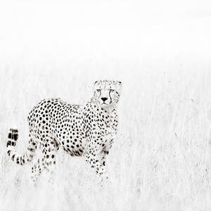 Cheetah In The Grass by Mike Gaudaur