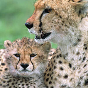 Cheetah Mother And Cub by Yva Momatiuk John Eastcott