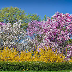 Washington DC Spring Cherry Blossoms Woman Walking Bike Photograph by ...