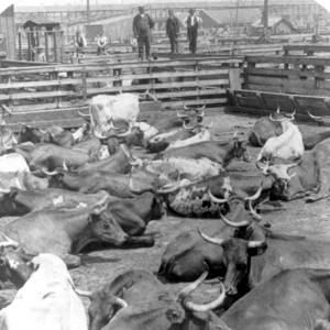 Chicago, Union Stock Yard, 1900 by Science Source