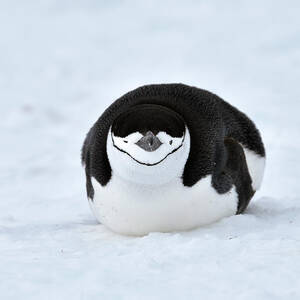 Giant Extinct Penguin Photograph by Jaime Chirinos/science Photo ...