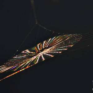 Cobweb by Anuj Nair