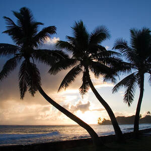 Coconut Trees At Sunrise, Oahu, Hawaii by Craig K. Lorenz