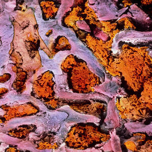 Coloured Sem Of Bone Marrow In Spongy Bone by Science Photo Library