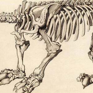 Composite Skeleton Of A Megatherium by Science Photo Library