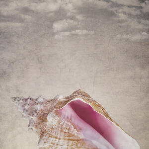 Conch shell on vintage background by Jane Rix