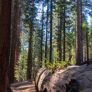 Coniferous Forest by Nicholas Blackwell