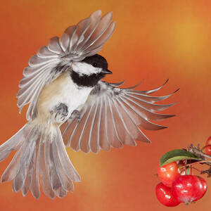Crabapple Crabapple Before You Fall Who Is The Fairest of Them All by Gerry Sibell