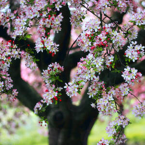 Crabapple Tree by Jessica Jenney