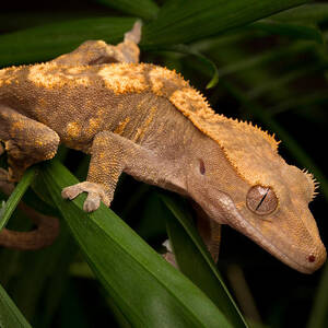 Crested Gecko Rhacodactylus Ciliatus by David Kenny