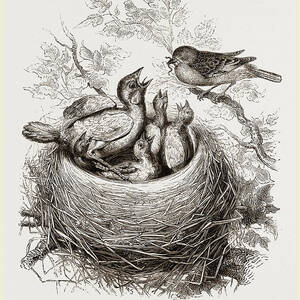 Cuckoo In Hedge-sparrows Nest by Litz Collection