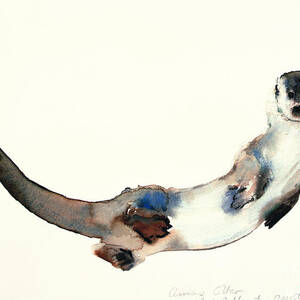 Curious Otter by Mark Adlington