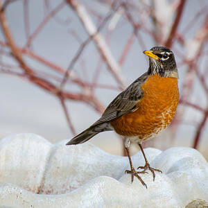 Curious Robin by David Downs