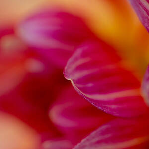 Dahlia Abstract by Mary Jo Allen