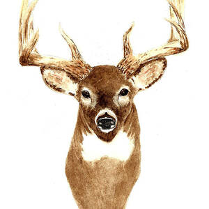 Deer - Front View by Michael Vigliotti