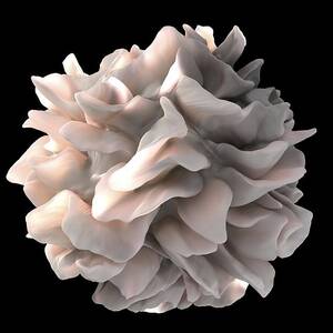 Dendritic cell, SEM by Science Photo Library