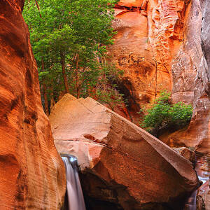 Desert Gem by Bill Singleton