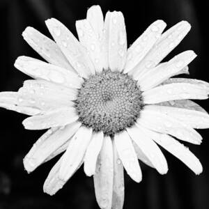 Dew Drop Daisy by Adam Romanowicz