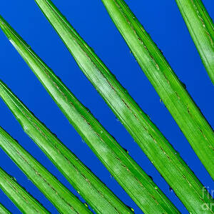 Diagonal Nature by Kaye Menner