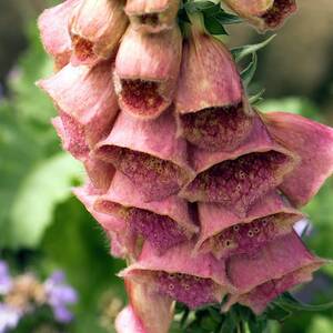 Digitalis Mertonensis 'summer King' by Science Photo Library