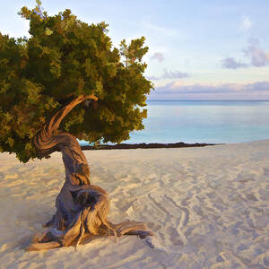 Divi Divi Tree of Aruba by David Letts