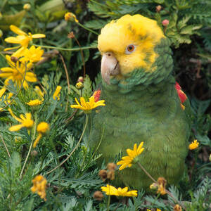 Double Yellow Headed Parrot by Craig K. Lorenz