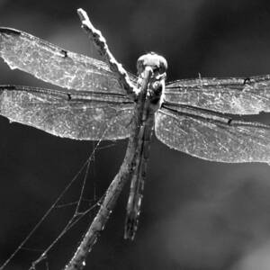 Dragonfly - Black and White by Tracy Smith