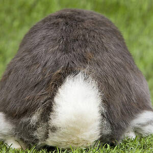 Dwarf Lop Rabbit Tail by Jean-Michel Labat