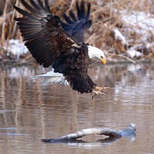 Eagle Landing by Bill Singleton