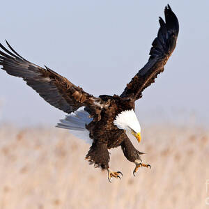 Eagle X by Bill Singleton