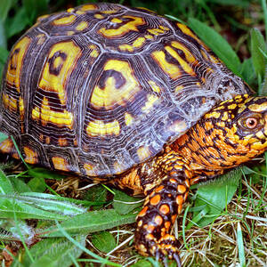 Eastern Box Turtle by Millard H. Sharp
