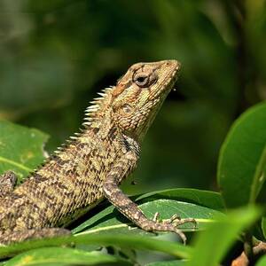 Agamid Lizard by Sinclair Stammers/science Photo Library