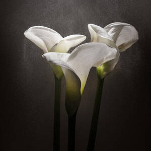 Elegance by Ivan Vukelic