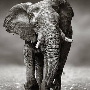 Elephant approach from the front by Johan Swanepoel