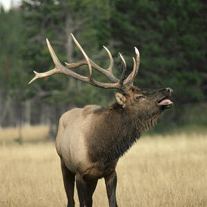 Elk Bull Bugling During Rut Yellowstone by Michael Quinton