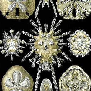 Ernst Haeckel, Echinoidea, Sea Urchins by Science Source