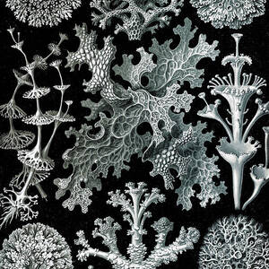 Ernst Haeckel, Lichens by Science Source