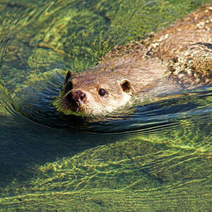 European Otter by Science Photo Library