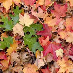 Fall colors by Steven Ralser