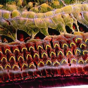 False-colour Sem Of Hair Cells In Organ Of Corti by Science Photo Library