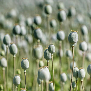Field Of Opium Poppies by A J Withey