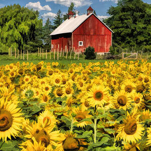 Field of Sunflowers by Christopher Arndt