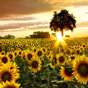 Fields of Gold by Debra and Dave Vanderlaan