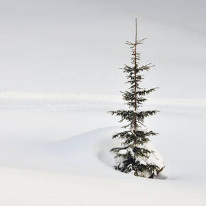 Fir tree and lots of snow in winter Kleinwalsertal Austria by Matthias Hauser