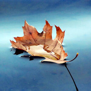 Floating Oak Leaf by David T Wilkinson