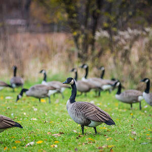 Flock of Geese by David Downs